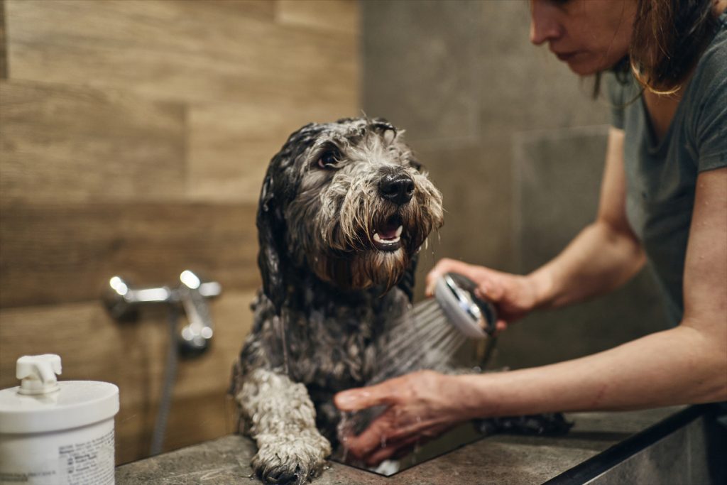 Expertised female dog groomer washing a grey poodle in her salon with a shampoo